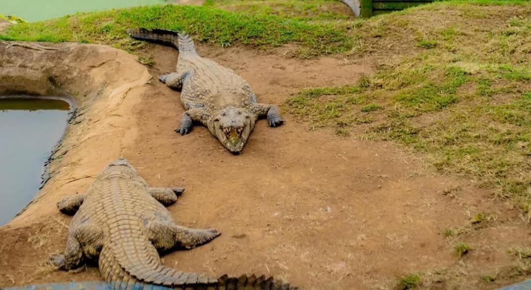 Willa Phezulu Safari Park Botha's Hill Zewnętrze zdjęcie