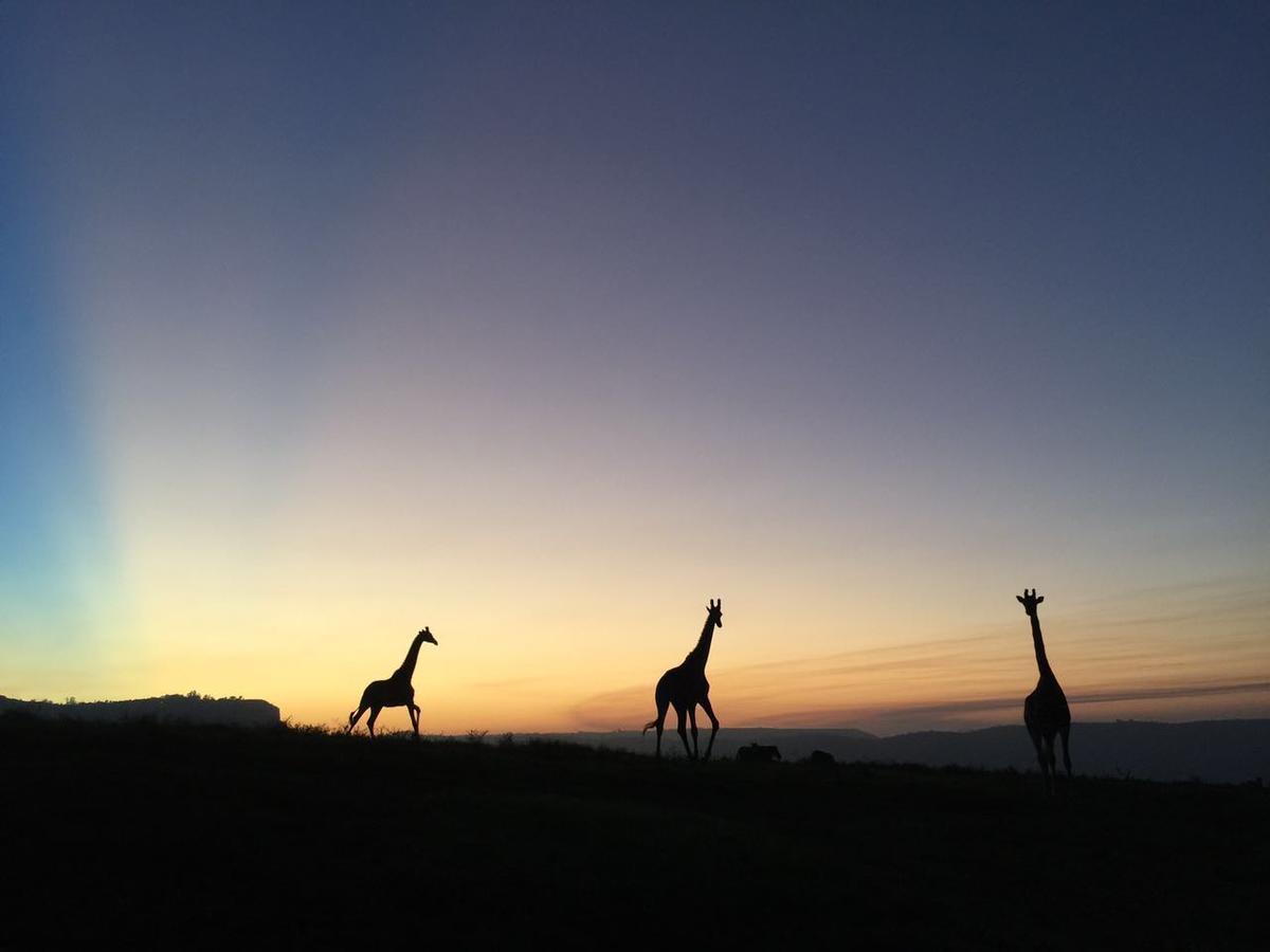 Willa Phezulu Safari Park Botha's Hill Zewnętrze zdjęcie